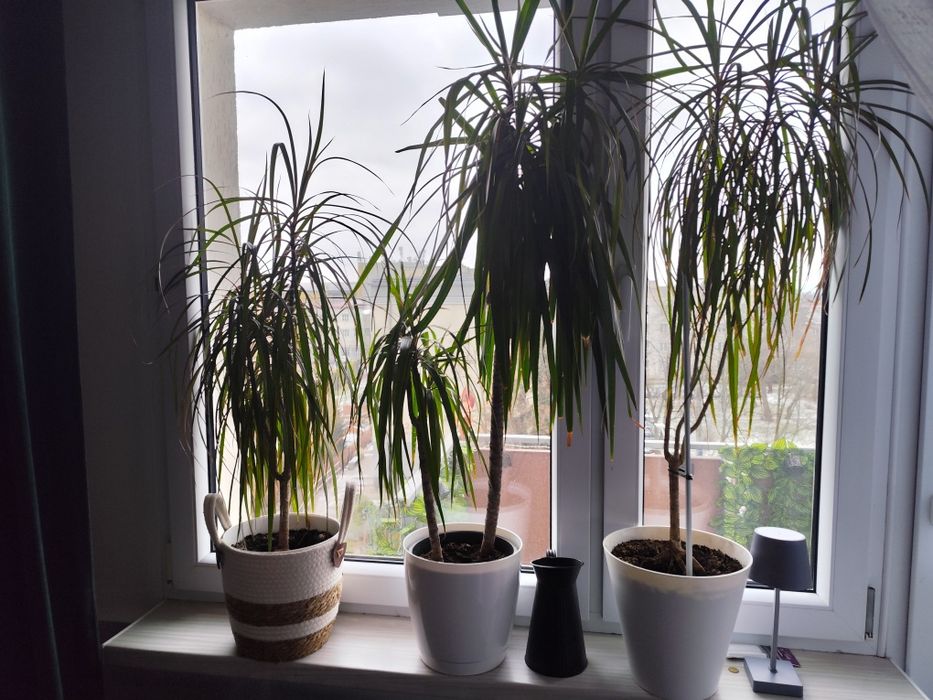 Kwiat roślina juka duża 3 szt