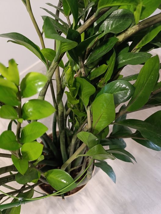 Zamiokulkas, zamioculcas