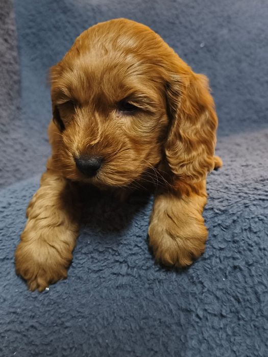 Cockapoo F1 pulel+Cocker spaniel