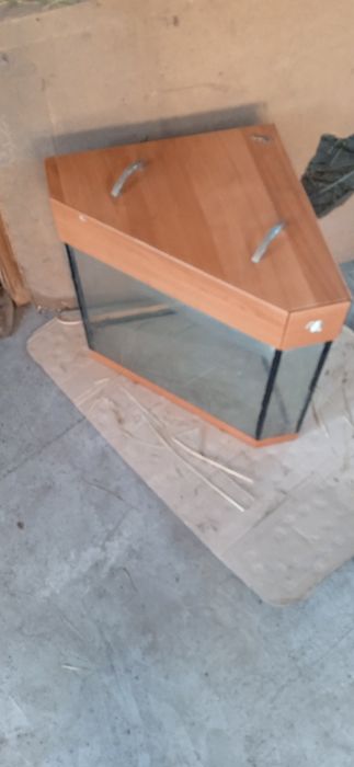 Акварицм угловой