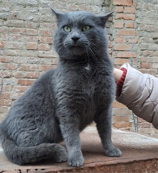 Шукаємо надійних господарів!