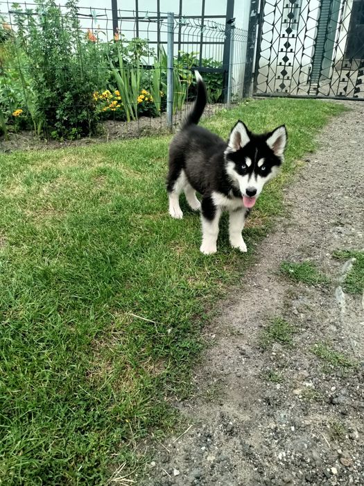 Syberian Husky Sunia