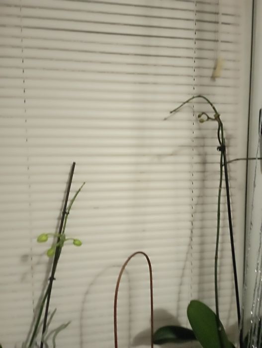 Жалюзі горизонтальні