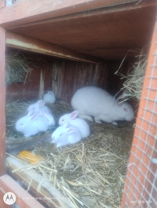 Króliki hodowlane- mięsne