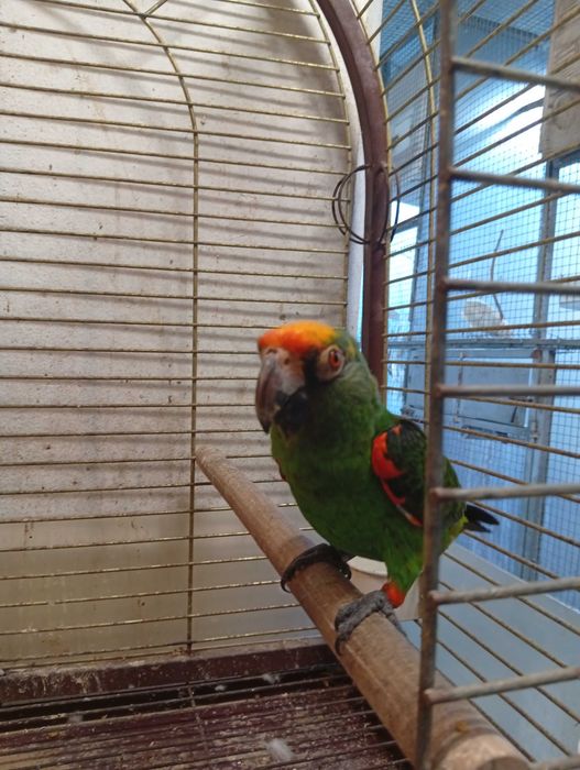 Poicephalus vários
