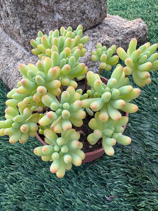 Suculentas Sedum Pachyphyllum Jelly Beans e Graptosedum Francesco Baldi preço 1€