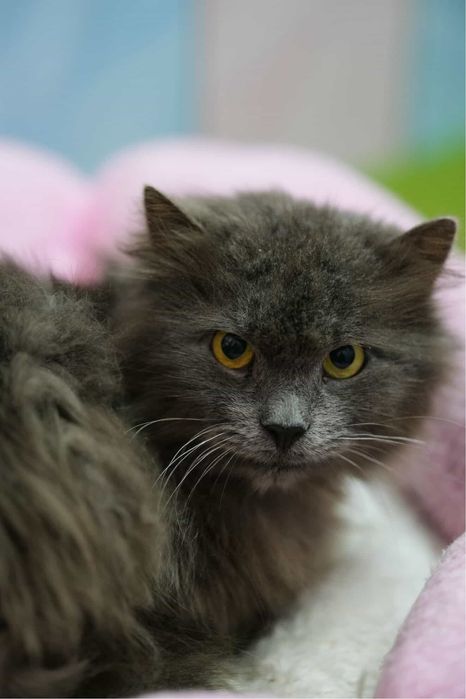 Котик шукає родину, віддам кота