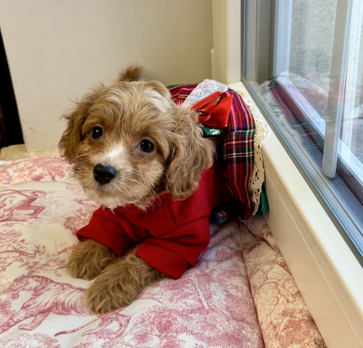 Мальтіпу F1 - міні дівчинка