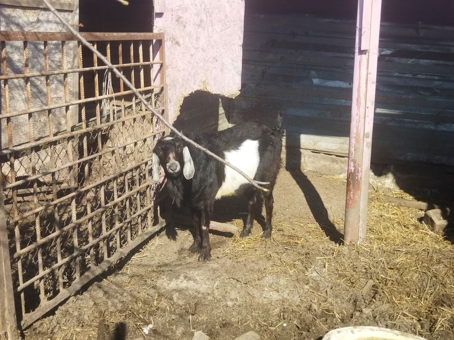 Козлики Англонубійці 75%