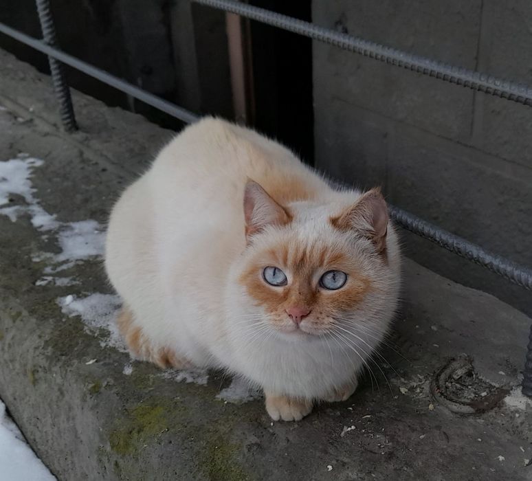 Віддам у хороші руки