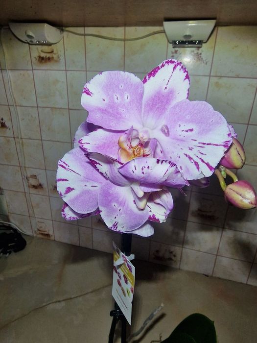 Орхідеї бігліпи та інші сорти