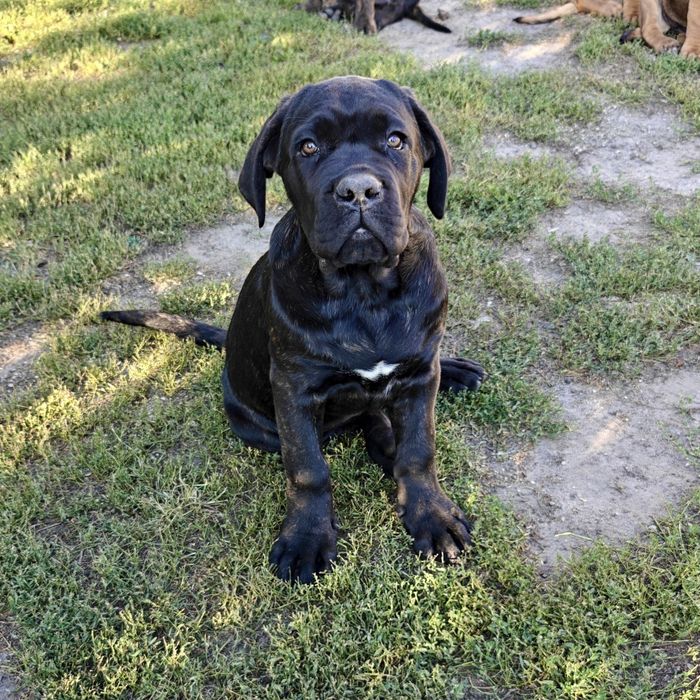 Szczeniak Cane Corso Italiano piesek czarny pręgowany