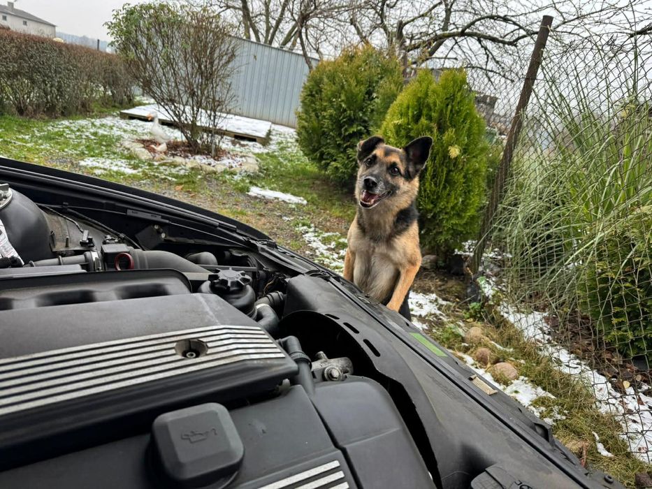 Oddam kundelka w dobre ręce