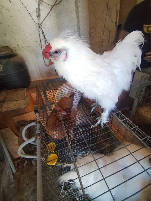 Vendo galos sedosa