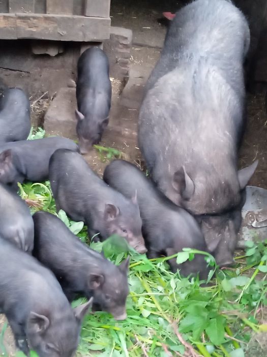 Вьетнамские поросята