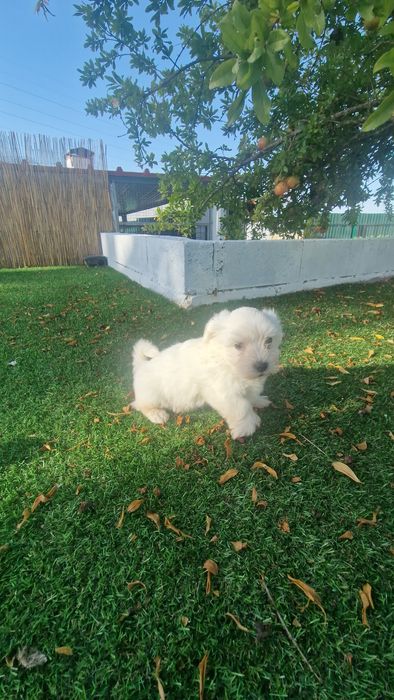 Menino Bichon Maltês disponível
