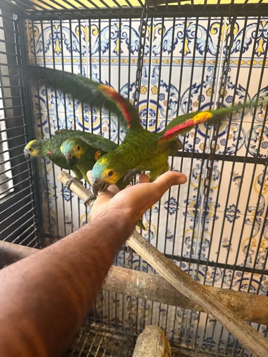 Papagaios Amazonas Aestivas