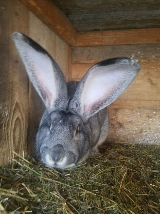 Європейська  Шиншила