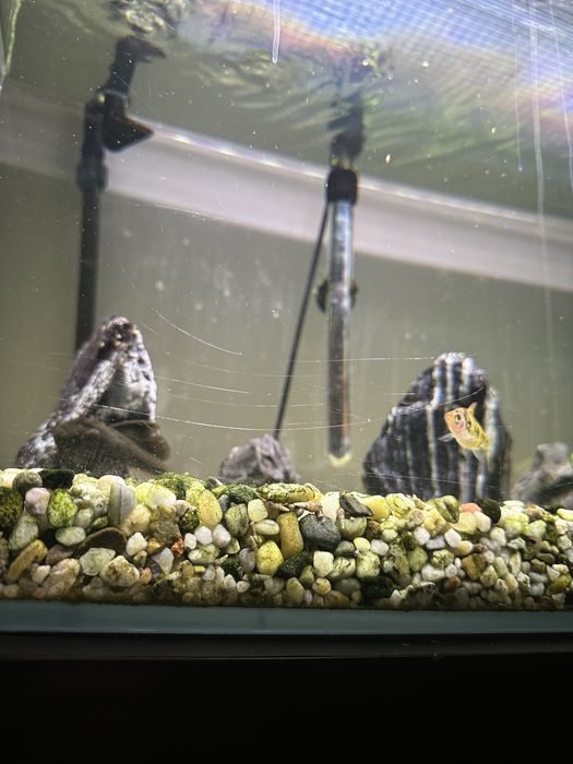 akwarium NACD optiwhite