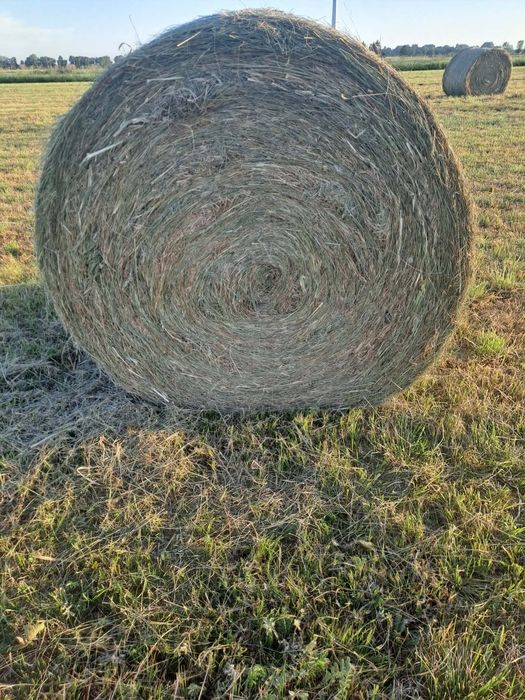 Siano tegoroczne