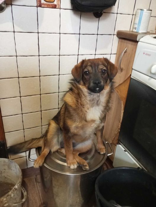 Собака в добрі руки