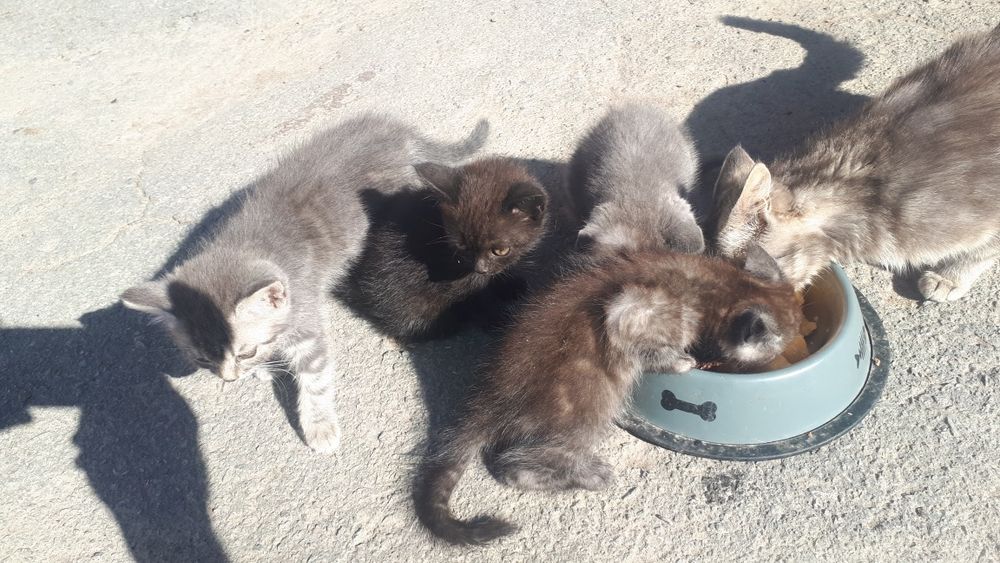 Віддам котиків в добрі руки
