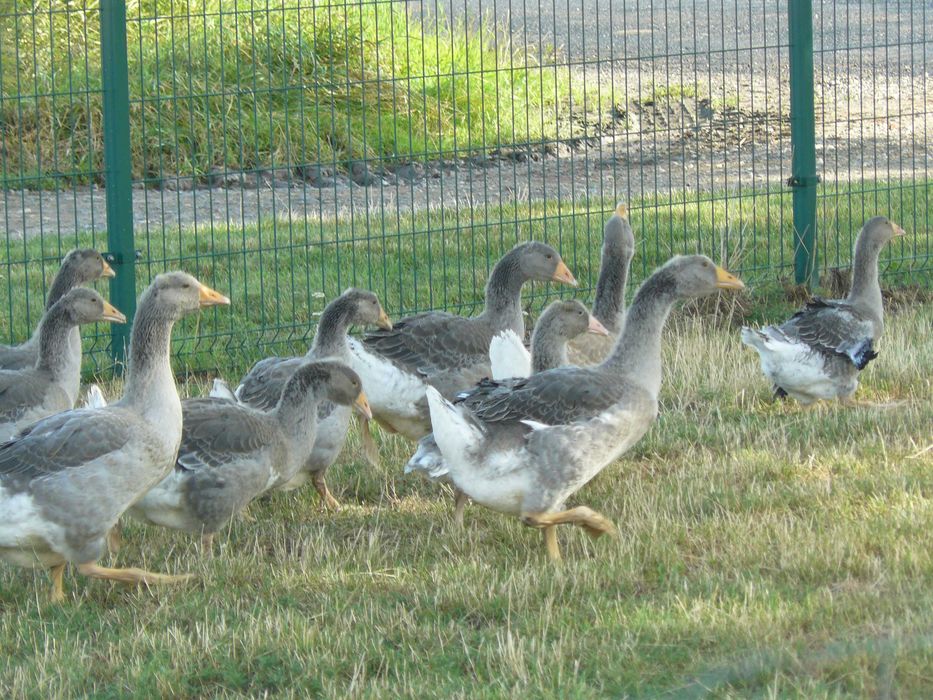 Gęsi    Landes .
