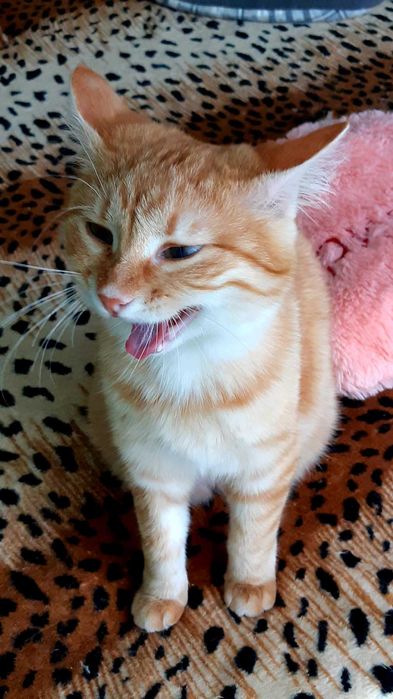 Отдам в хорошие руки кошечку Ханни