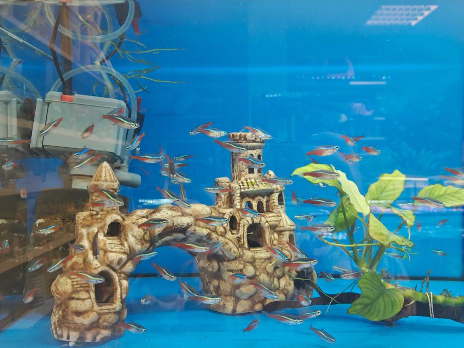 Neonki neon Innesa promocja