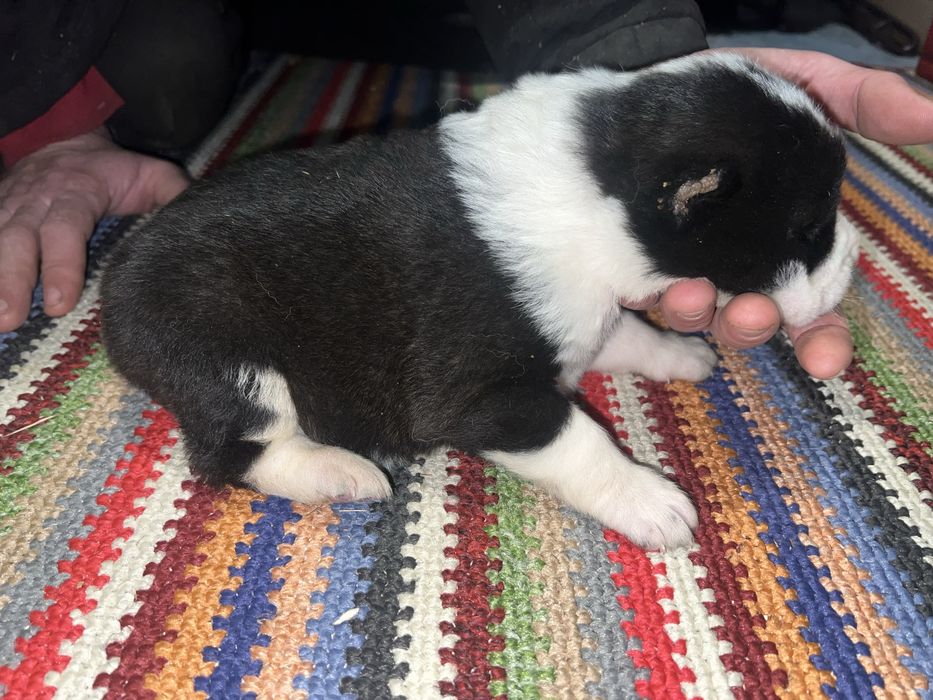 Продам щенков Алабая