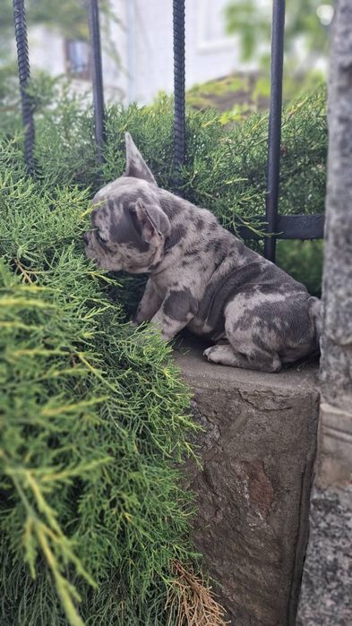 Крутезні карапузики французики!!!