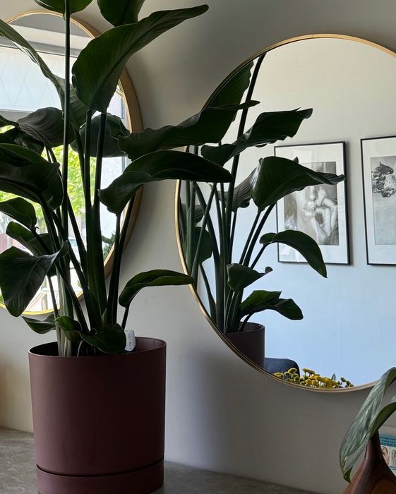 Lustra komplet okrągłe