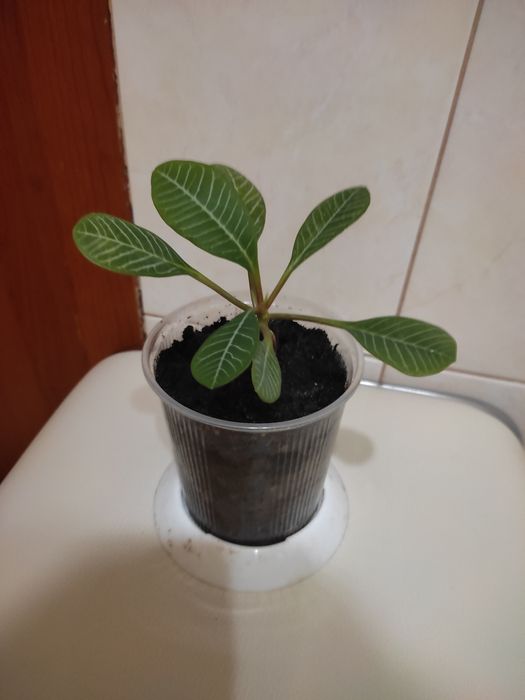 Кімнатна квітка.