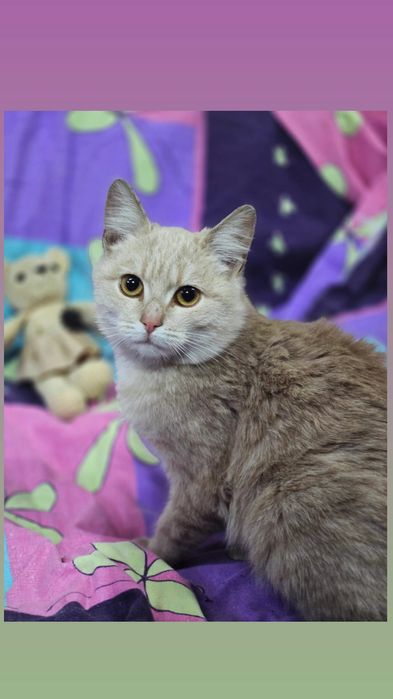 Отдам рыжего котенка, мальчик, 5 месяцев