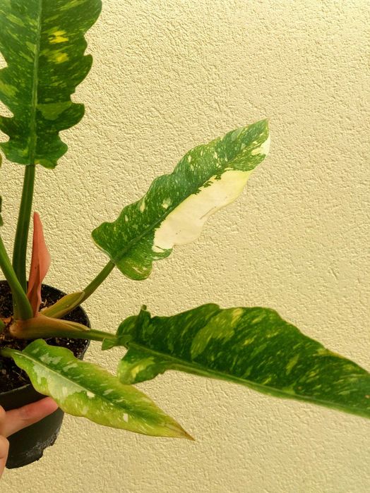 Planta Philodendron Ring of Fire