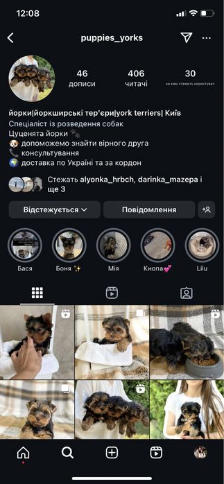 Йоркширські терʼєри дівчатка та хлопʼятка