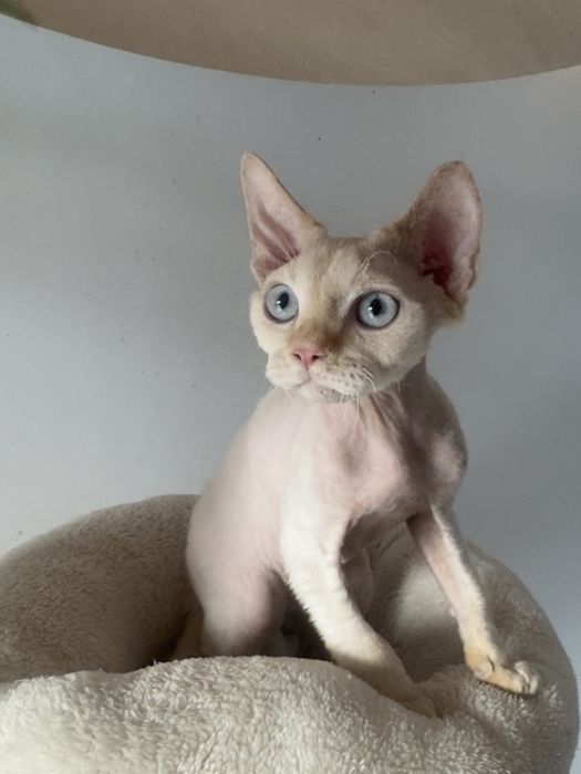Devon Rex kocurek point Skórcz • OLX.pl