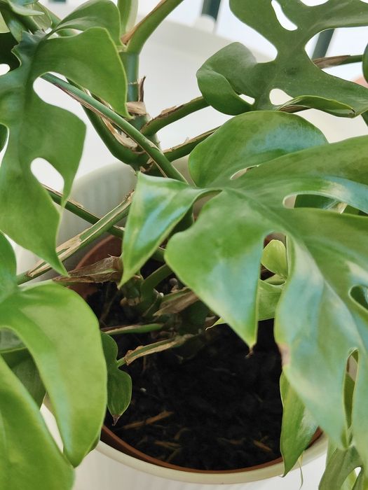 Monstera minima // planta interior