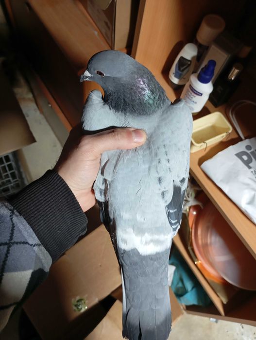 Pombos correio anilhados