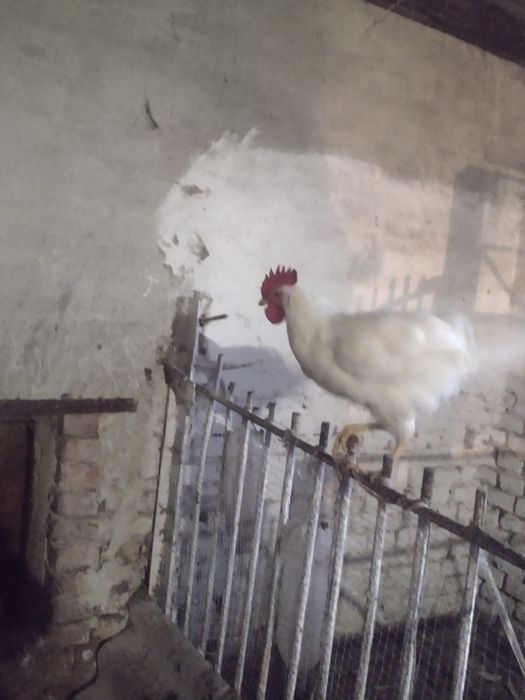 Продам півні молоді