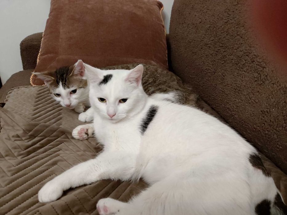 gdzie człowiek którego Śnieżynka pilnie szuka? DOM Z OGRÓDKIEM