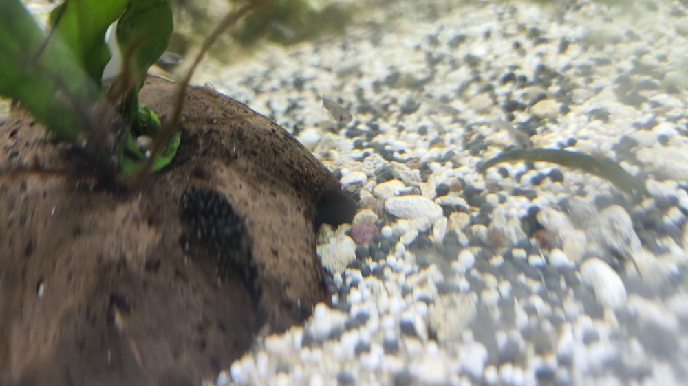 Ancistrus juvenis e adultos