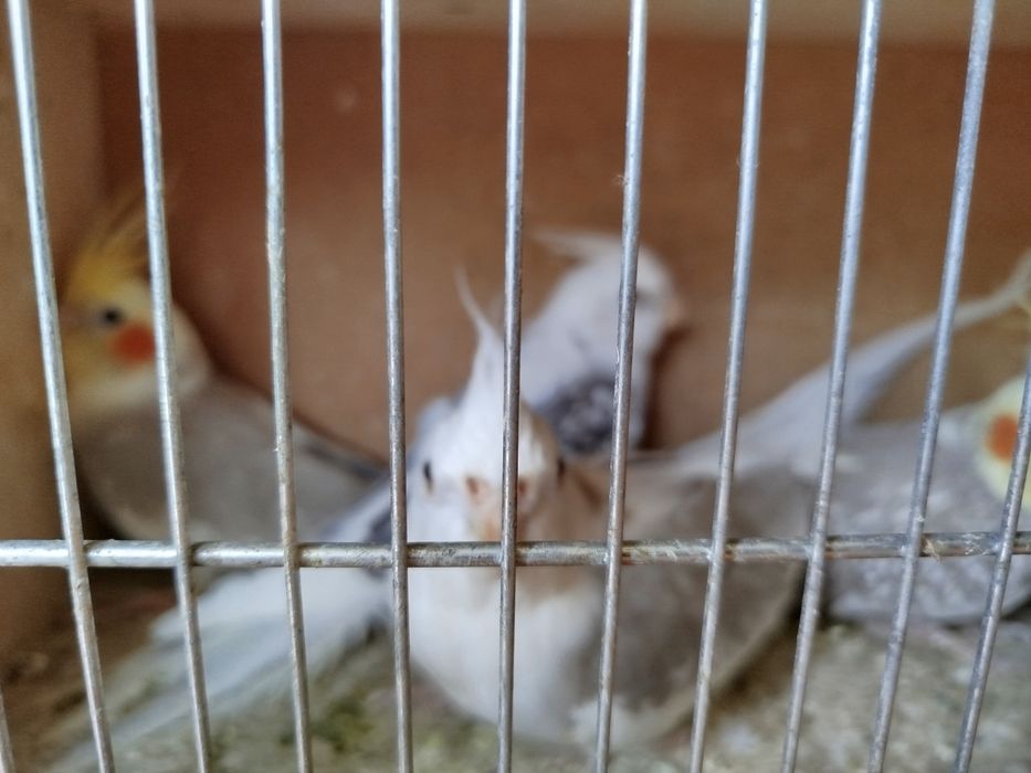 Papuga Nimfa samce samice