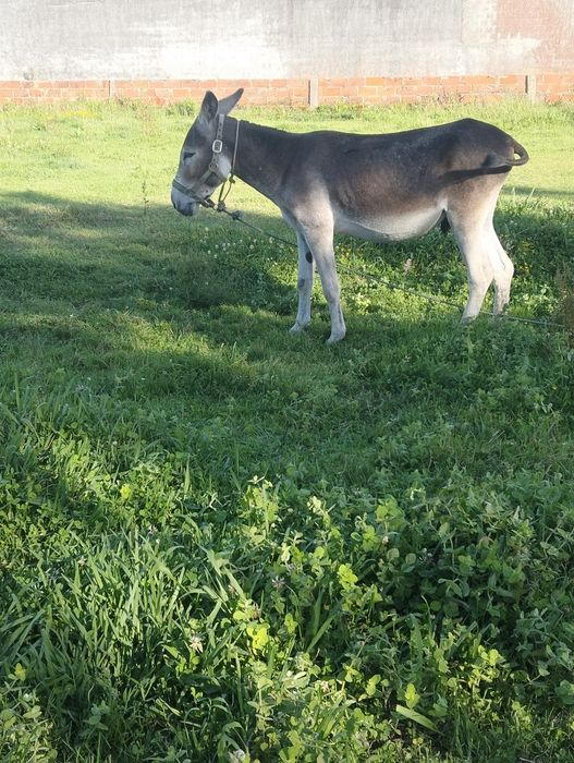 Vendo burro inteiro