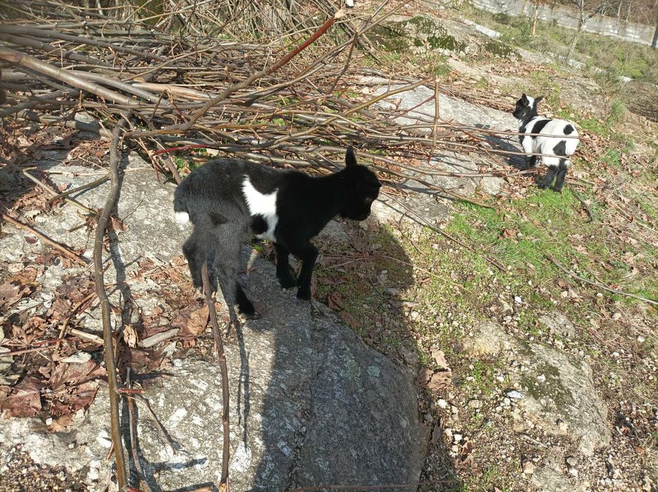 Cabritinho anão lindissimo