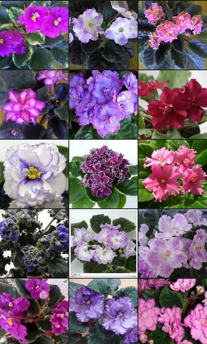 Коллекционная фиалка сенполия (лист)