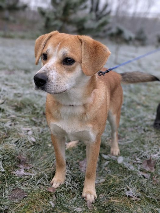 Kris, 10-miesięczny biszkopcik