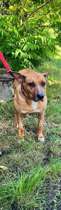 Piesek do adopcji
