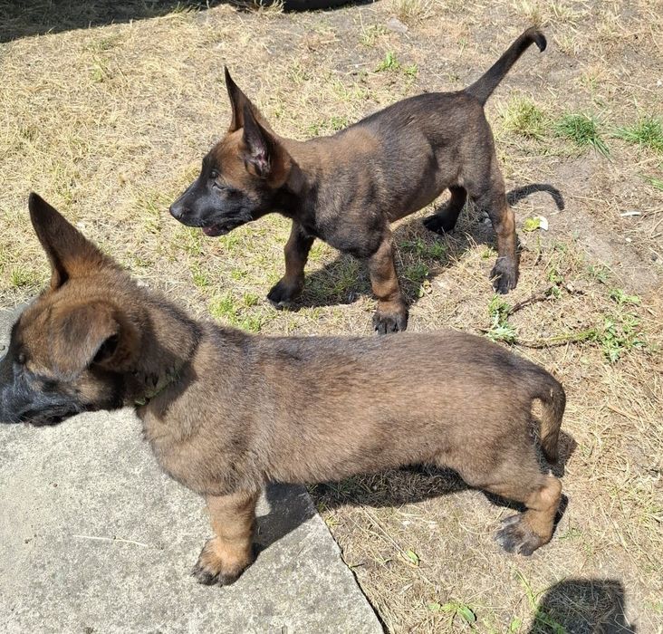 Owczarek belgijski Malinois