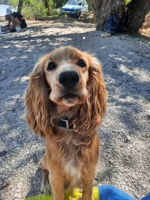 Вязка английского спаниеля